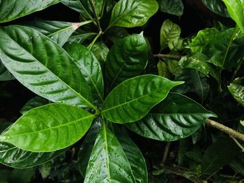 Close-up of wet plant leaves