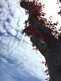 Low angle view of flowering tree against sky