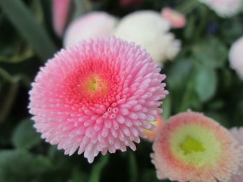 Close-up of pink flowers