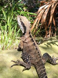 High angle view of lizard on field