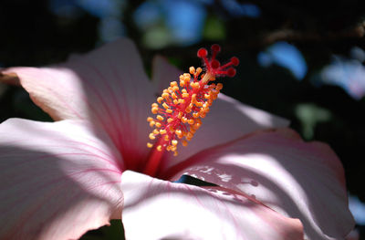 Close-up of pink flower