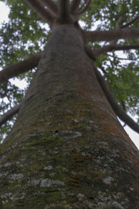 Low angle view of tree trunk in forest