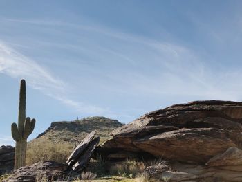 Cactus growing on rock against sky