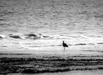 Bird on beach