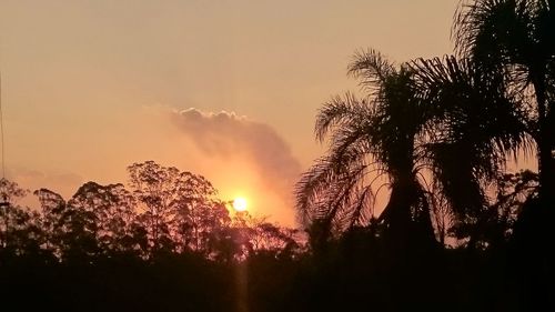 Trees at sunset