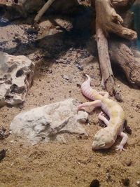 High angle view of crab on sand