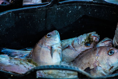 Close-up of fish for sale