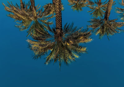 Low angle view of palm tree against blue sky