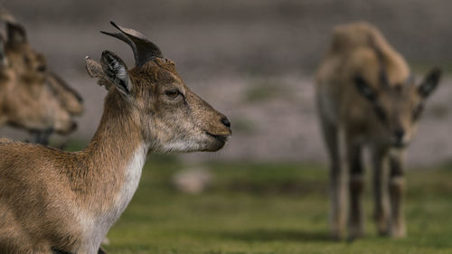 Deer standing in zoo