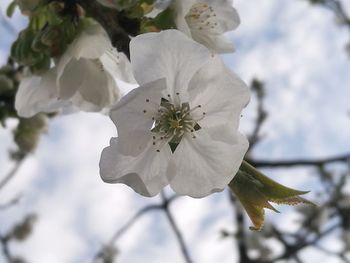 Close-up of white cherry blossoms