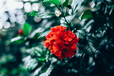 Close-up of red flower blooming outdoors