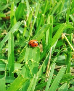 Close-up of ladybug on grass