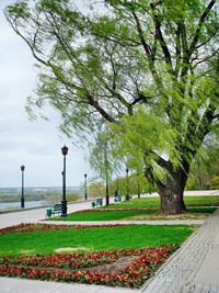 Trees in park against sky