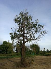 Tree on field against sky