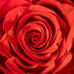 Full frame shot of red rose