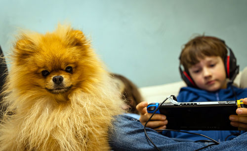 Pomeranian fluffy dog on the couch with children playing gadgets