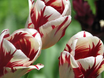 Close-up of white tulips