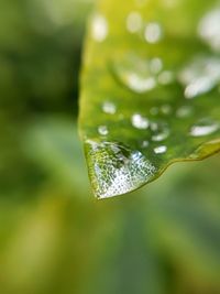 Macro shot of water drop on leaf