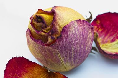 Close-up of wilted flower against white background