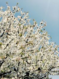 Low angle view of flowers blooming on tree