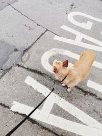 High angle view of dog on road