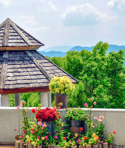 Flowering plants by building against sky