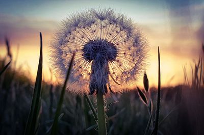 Close-up of dandelion on field against sky during sunset