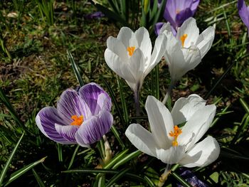 Close-up of white crocus flowers on field