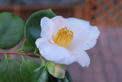 Close-up of white flowering plant