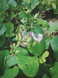 Close-up of flowers