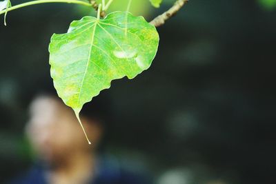 Close-up of wet leaf