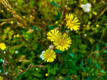 Close-up of yellow flowering plant