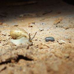 Close-up of lizard on sand at beach