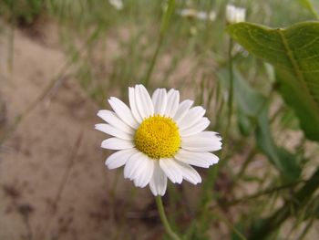 Close-up of white daisy flower