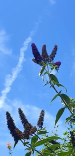 Low angle view of flowering plant against blue sky