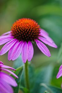 Close-up of pink flower