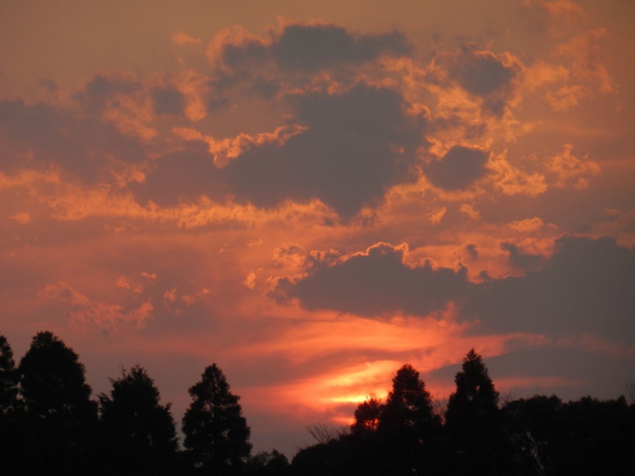 sunset, silhouette, tree, sky, beauty in nature, scenics, tranquility, orange color, tranquil scene, low angle view, nature, cloud - sky, idyllic, dramatic sky, growth, outdoors, cloud, no people, majestic, non-urban scene