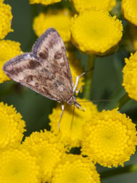 Close-up of butterfly on yellow flowers