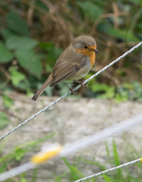 Close-up of bird perching on railing