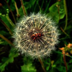 Close-up of dandelion