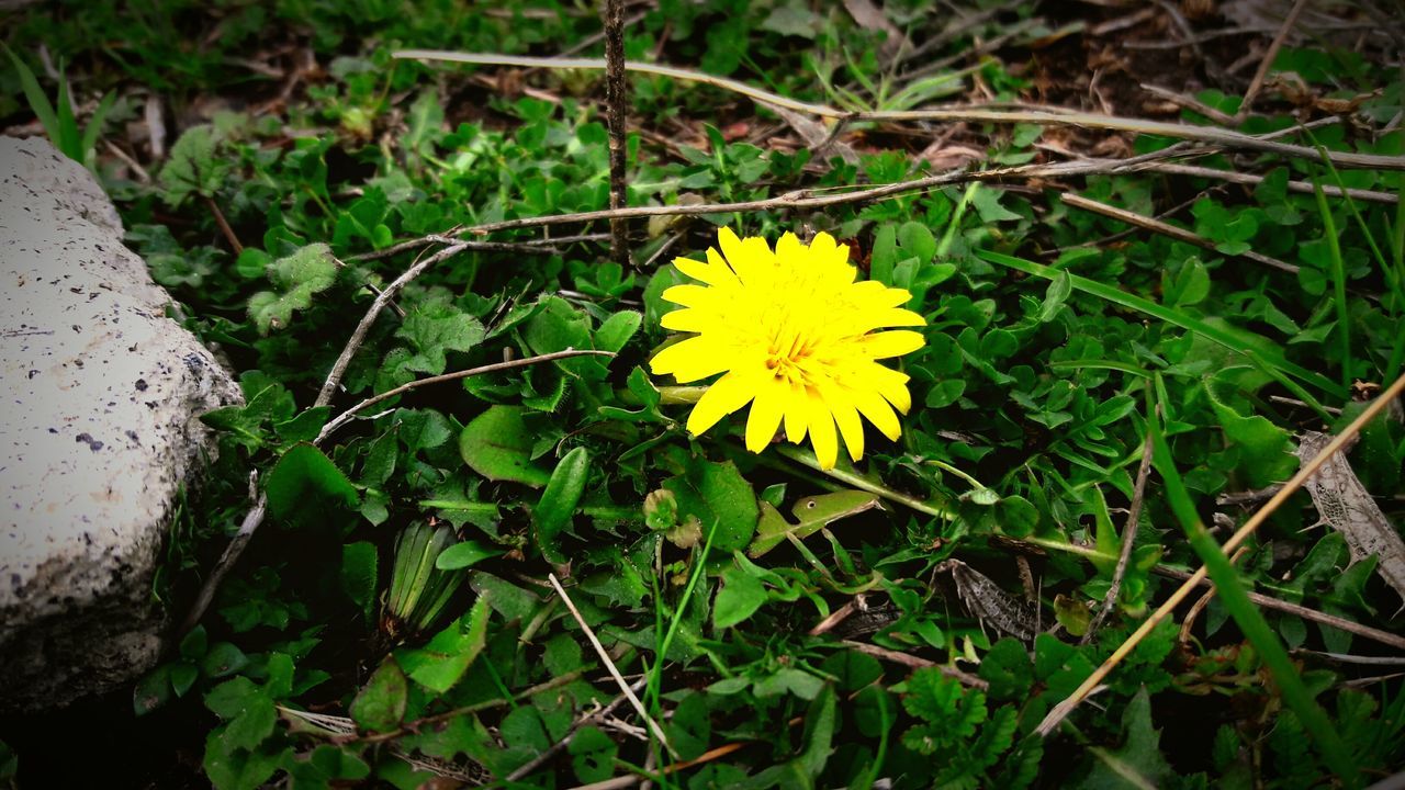 yellow, flower, nature, beauty in nature, growth, plant, fragility, leaf, flower head, outdoors, petal, green color, no people, freshness, day, close-up, yellow color