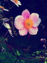 Close-up of pink flowers