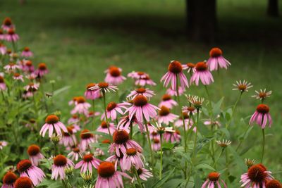 Close-up of purple flowering plants on field