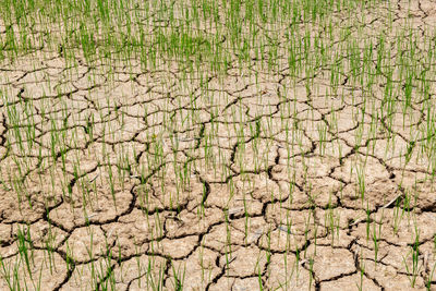 Full frame shot of cracked land