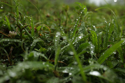 Close-up of water drops on grass