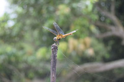 Close-up of the wild dragonfly on plant in the jungle 
