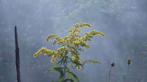 Close-up of flowers blooming outdoors