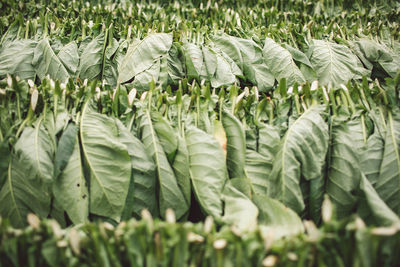 Close-up of corn on field