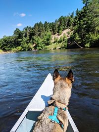 Dog sitting on boat in river