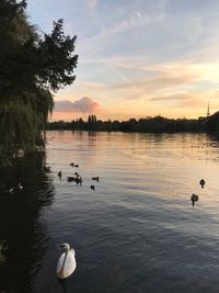 View of swans swimming in lake at sunset